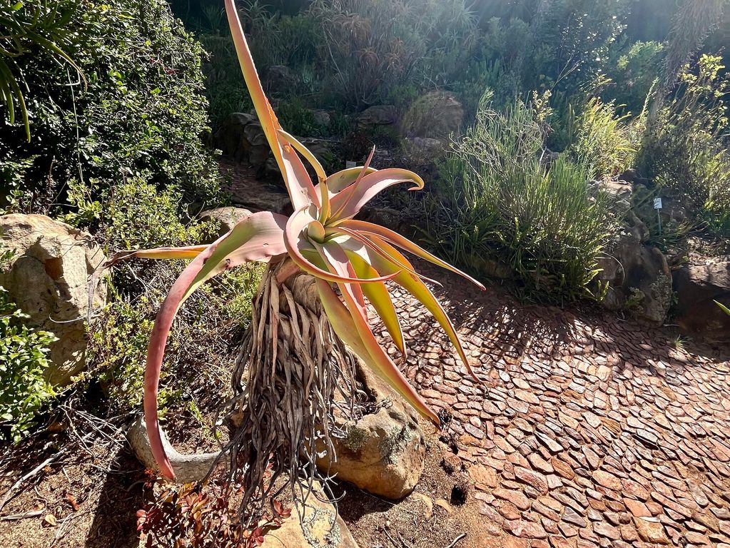 Kirstenbosch Kaapstad planten